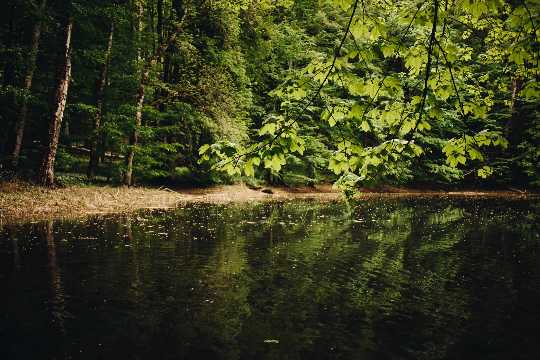 Primeval forest in Montenegro